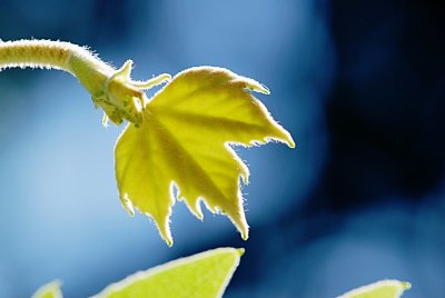 Platanus x hispanica - platan javorolistý - vývoj listu (74)